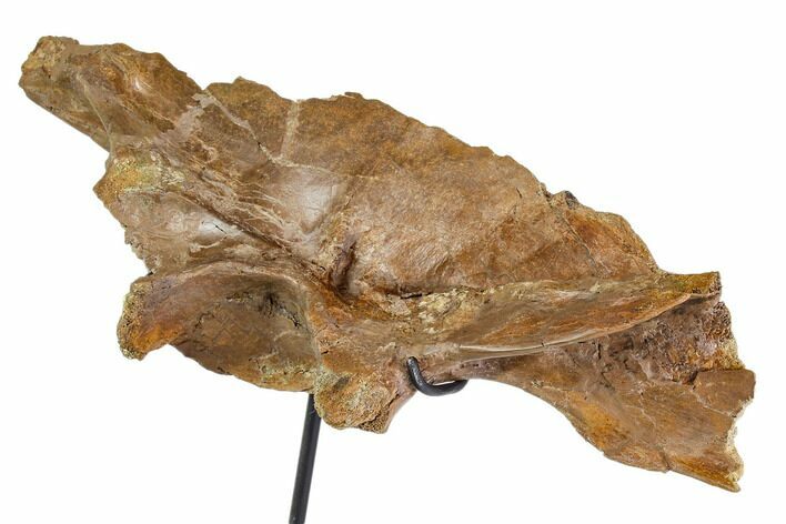 Fossil Theropod (Troodon?) Ilium - Montana #113083
